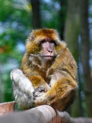Monkey mountain - Kintzheim - August 2021: More than 200 Barbary macaques are free in the park with infants under 5 months old