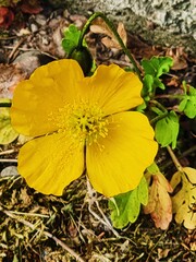 yellow autumn leaves