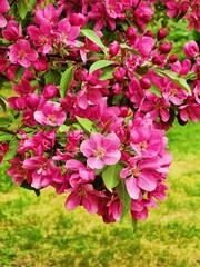 pink flowers