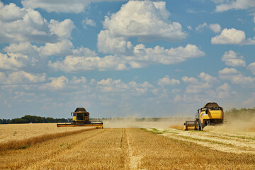 Combine harvester working on a wheat field. Seasonal harvesting the wheat.