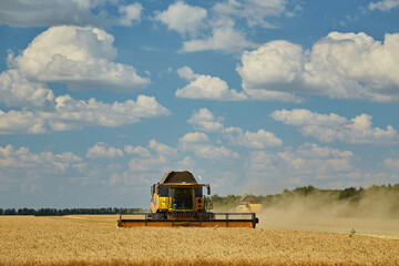 Combine Harvester Cutting Wheat, Summer Landscape of endless