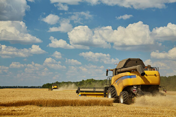 Combine harvester harvests ripe wheat.