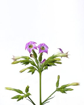 Vertical image of the isolated flowers of the tobacco plant on a white background, whose scientific name is Nicotiana tabacum