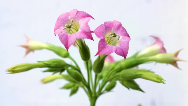 Isolated flowers of the tobacco plant on a plane white grey background, whose scientific name is Nicotiana tabacum
