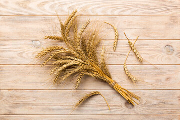 Sheaf of wheat ears close up and seeds on colored background. Natural cereal plant, harvest time...