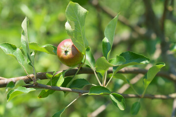 まだまだ青い姫リンゴ