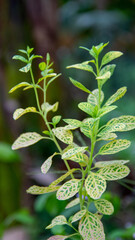 Fresh green leaf texture background