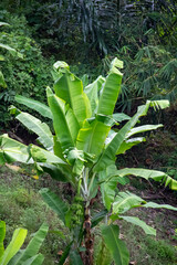 Banana trees in the mountains