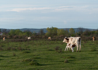 Calf is suckling cow in the pasture, cow feed its offspring outdoor in field