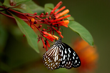 Fototapeta na wymiar Butterfly feeding on flower nectar.