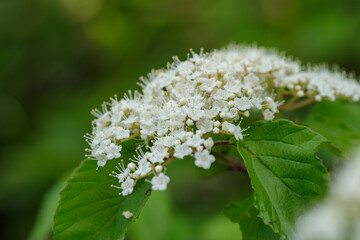 白い下野（しもつけ）の花
