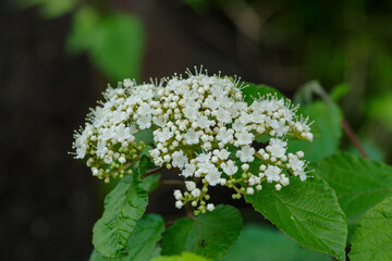 白い下野（しもつけ）の花