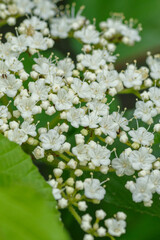 白い下野（しもつけ）の花