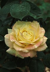 romantic yellow rose flower for valentine's day