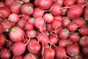 red radish in the market on the counter