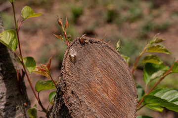 tree
