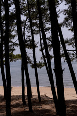 trees on the beach