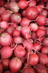 red radish in the market on the counter