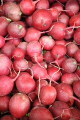 red radish in the market on the counter