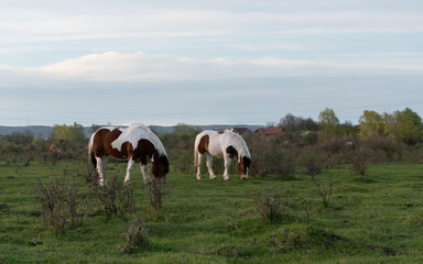 Side view of two horses while graze grass in pasture, mare and filly with white and brown hair