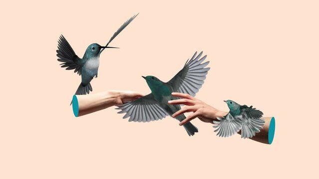 Contemporary art collage, modern design. Summertime mood. Hands and birds. Stop motion and 2D animation