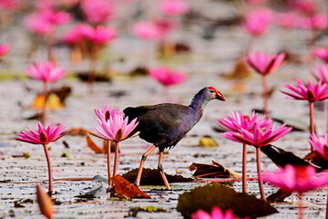 The Purple Swamphen on the lotus field
