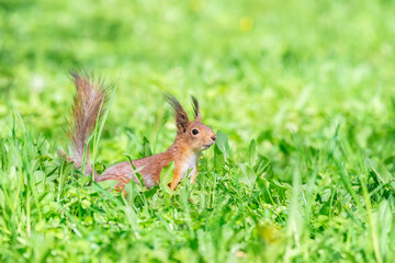 Red squirrel sits in the grass..