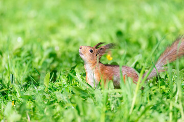 Red squirrel sits in the grass..