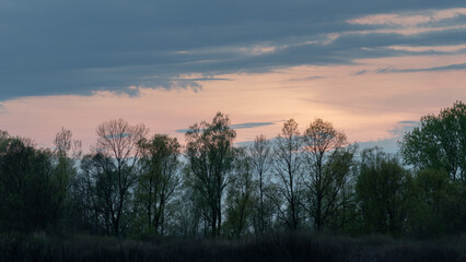 Clouds above forest at twilight, calm natural landscape panorama