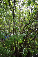 green spring trees in the city