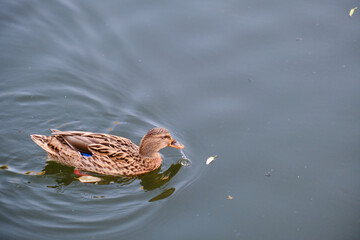 mallard duck with warm waters of a river