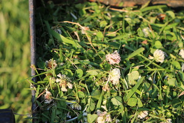 芝刈り機の集草箱の雑草