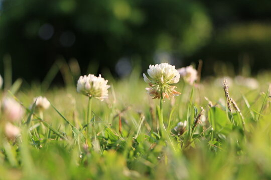 石井雅夫photos Images Assets Adobe Stock