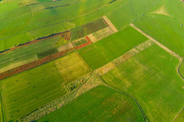 Aerial view of green agricultural fields. Countryside background. Nature landscape