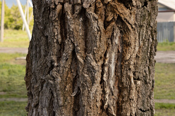 tree bark close up