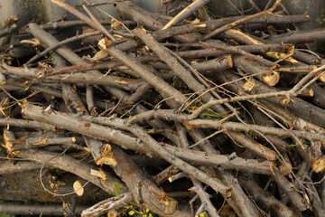 branches roughly sawn and piled into a heap. firewood from young thin trees roll on top of each other