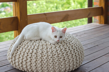 Fototapeta na wymiar White small fluffy kitten on the ottoman on the balcony