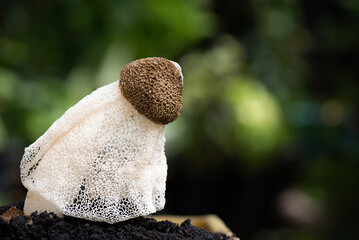 Phallus indusiatus or bamboo mushroom on nature background.