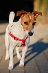 Dog walking at city street, Jack russell terrier cute portrait outdoors