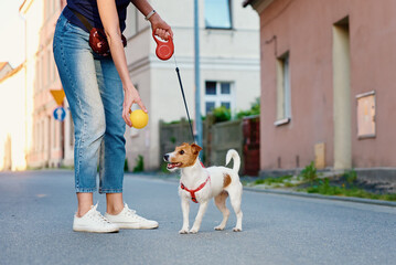 Dog walking at city street with his owner, Pet playing with toy ball, Jack russell terrier cute...