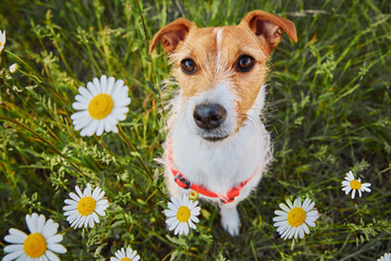 Cute dog sitting in green grass with camomile flowers and looking at camera, Pet portrait on summer meadow