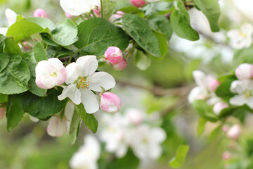 Branch of flowering fruit wood close up. The aroma of the spring garden