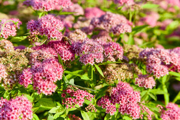 Pink and purple wildflowers Spiraea japonica at dawn with bee in warm sunlight, macro photo, selective focus on flowers