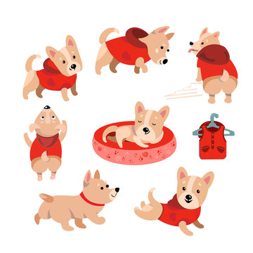 Set cute funny corgi dogs in jacket. Character in cartoon style for design. Vector illustration, isolated icon on white background.