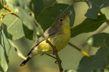 White-throated Gerygone in Queensland Australia