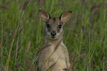 Agile Wallaby in Queensland Australia