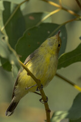 White-throated Gerygone in Queensland Australia