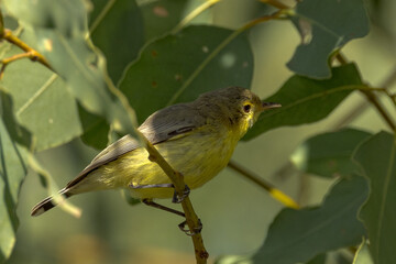 White-throated Gerygone in Queensland Australia