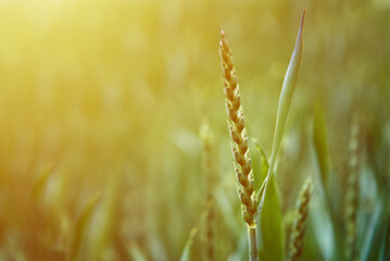 Food crisis and world hunger concept, Green field with wheat ears, Growing wheat sprouts closeup,...