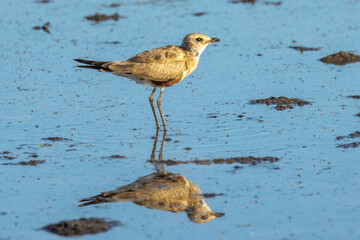 Australian Pratincole in Queensland Australia